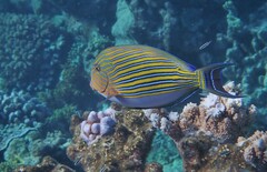 Acanthurus lineatus