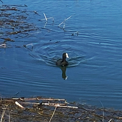 Fulica atra australis