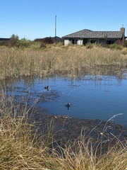 Fulica atra australis