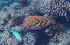 Acanthurus lineatus