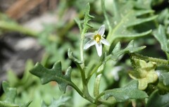 Solanum triflorum