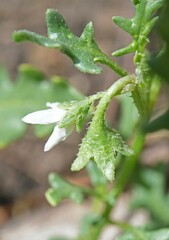Solanum triflorum