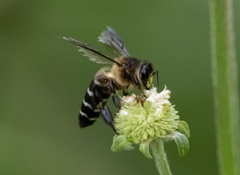 Apis dorsata binghami