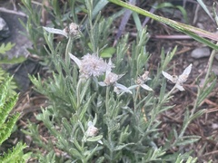 Leontopodium leontopodioides