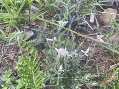 Leontopodium leontopodioides