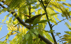 Zosterops chloris