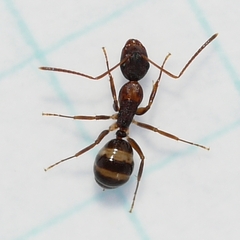 Camponotus subbarbatus