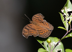 Junonia intermedia