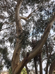 Eucalyptus