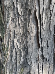 Gleditsia triacanthos