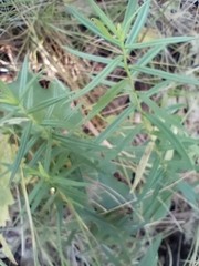 Phlox pilosa