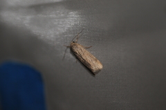 Spodoptera exigua