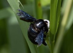 Xylocopa smithii