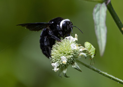 Xylocopa smithii