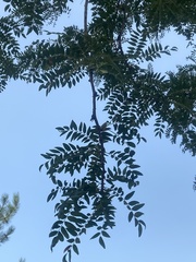 Gleditsia triacanthos