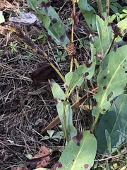 Anemopsis californica