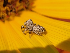 Pelegrina galathea