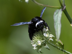 Xylocopa smithii