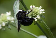 Xylocopa smithii