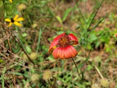 Gaillardia pulchella