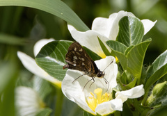 Taractrocera ardonia