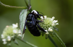 Xylocopa smithii