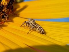 Pelegrina galathea