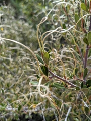 Cercocarpus
