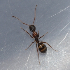 Camponotus subbarbatus