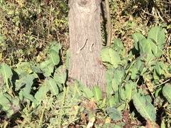Anemopsis californica