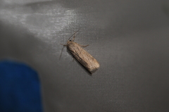 Spodoptera exigua