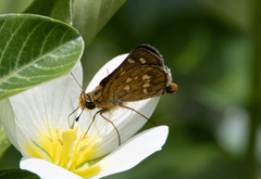 Taractrocera ardonia