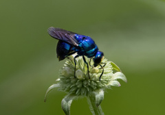 Stilbum