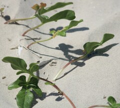 Ipomoea imperati