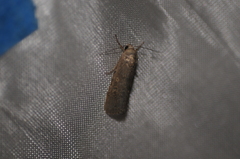 Spodoptera exigua