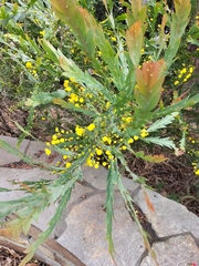 Acacia glaucoptera