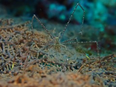 Chirostylus ortmanni