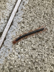Scolopendra mutilans