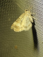 Epirrhoe alternata