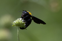 Xylocopa aestuans