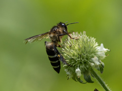Apis dorsata binghami