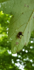 Limacodidae