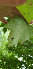 Limacodidae
