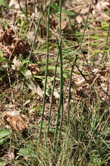 Equisetum hyemale