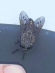 Tabanus lineola