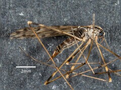 Tasiocera