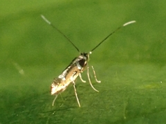 Cosmopterix pulchrimella