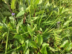 Veronica wormskjoldii