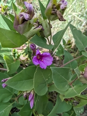 Mirabilis multiflora