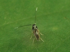 Cosmopterix pulchrimella